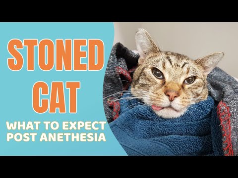 What to expect when your cat is recovering from anesthesia