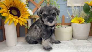 ミニチュアシュナウザーの動画01