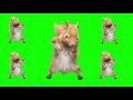 Dancing Squirrel Green Screen Template WITH SONG (TikTok Meme)