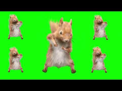 Squirrel Dancing Gif
