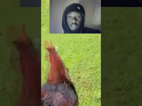 This Rooster Legit Passed Out After Crowing. That's Crazy!😆 #shorts