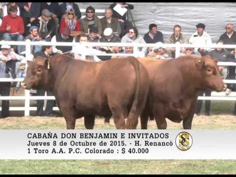 08-10-15 Venta de Toros A.A. P.C. - Cabaña Don Benjamìn - Huinca Renanco.