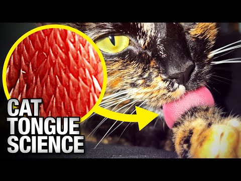 Cat Tongues Are Evolutionary Marvels
