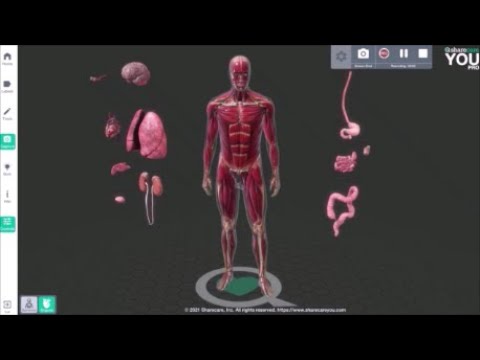 Alle Organe des menschlichen Körpers