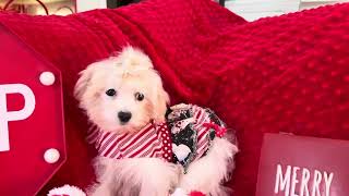 Video preview image #1 Maltese Puppy For Sale in SILVERHILL, AL, USA