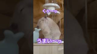 くぅ〜🥺　#ハムスター #follow #癒し #キンクマ #可愛い #かわいい #ペット #pets #kawaii #水 #美味い