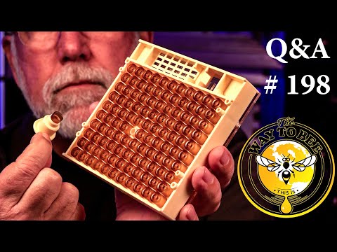 Backyard Beekeeping Questions and Answers Episode 198, producing queens without grafting? Yes indeed