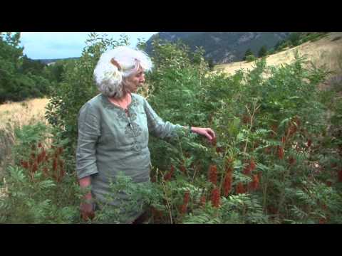 image-Are licorice plants edible?