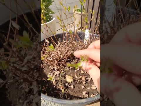 園芸 トゥーンベルグのシモツケ