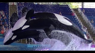 When Orca's won't perform - July 26 2015 - 6pm - SeaWorld San Antonio