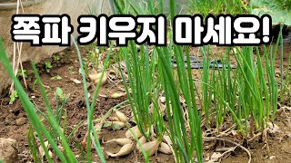 여름쪽파 키우기 어렵다고하는데 고자리파리먹은종근 버린곳에서 여름쪽파가 잘 자라고있어요.