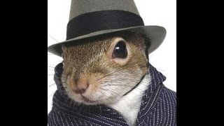 preview picture of video 'HOW TO GET RID OF SQUIRRELS IN BERGEN COUNTY NJ ? - SQUIRREL REMOVAL NJ - CALL 973-388-9126'