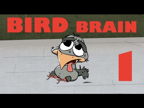 BIRD BRAIN (HD), EPISODE 1