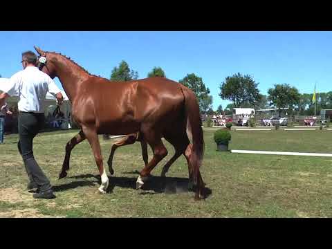 Sudweyher Fohlenschau 2018 - Kat.-Nr. 32