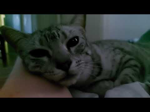 My cat has the hiccups