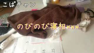 【子猫】part26どんな寝かたですか？