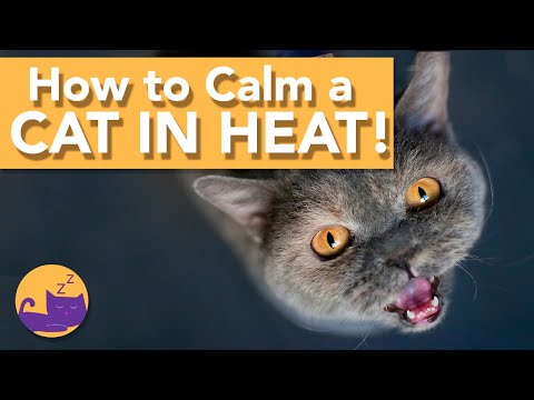How to Calm a Cat in Heat - TOP TIPS