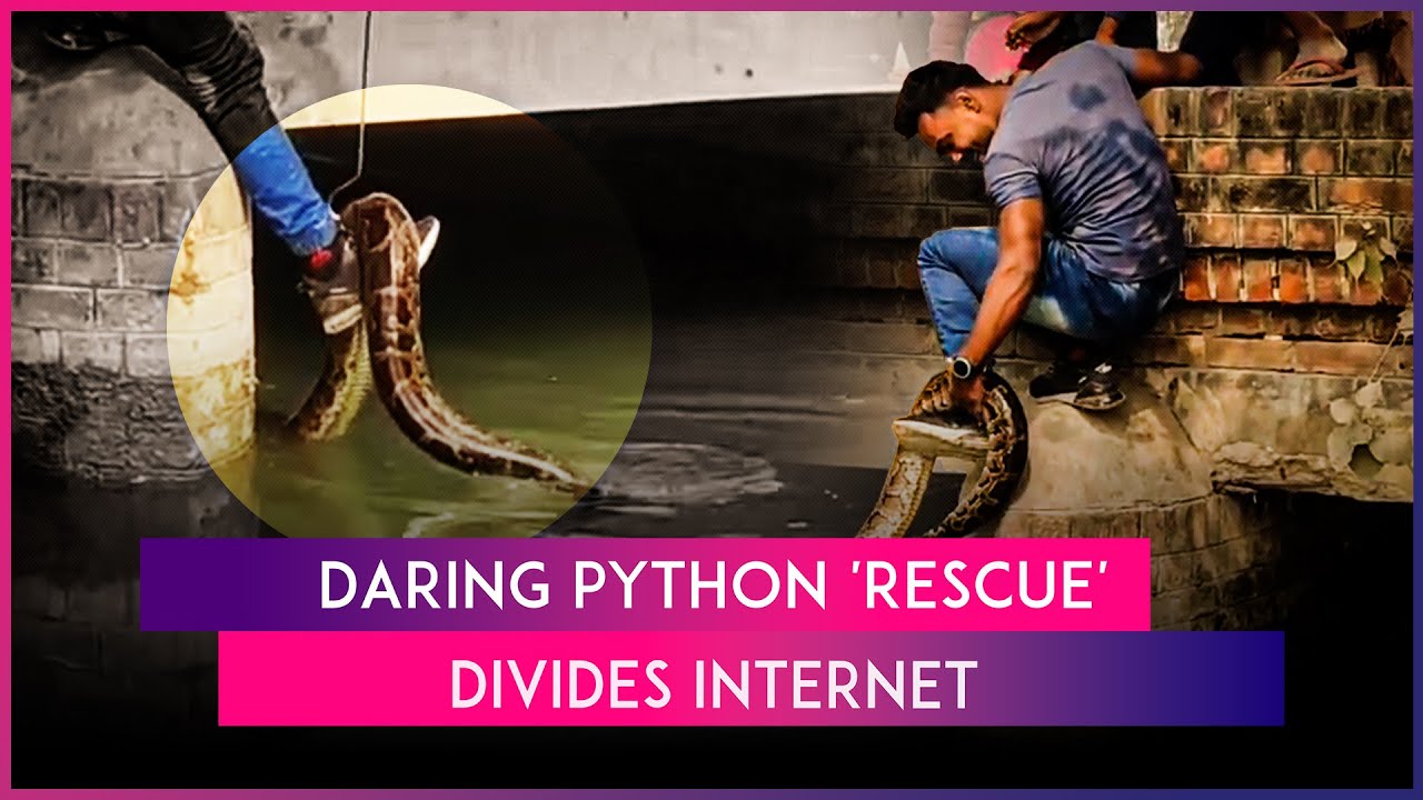 Video Of Man Lifting Giant Python From Canal Goes Viral, Netizens Divided Over ‘Daring’ Act
