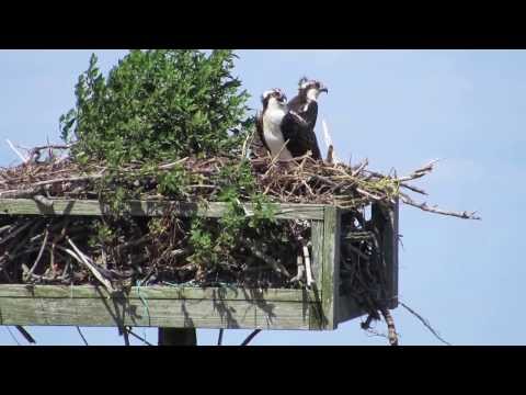 Osprey Young
