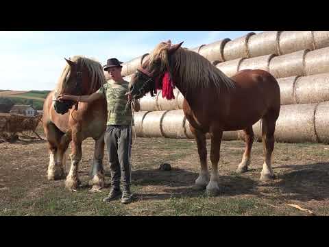 Caii lui Marius de la Valea Rece, Mures - 2020