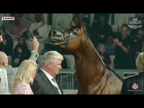 N 127 MUHAB BHM   World Arabian Horse Championship 2023   Doha   Senior Stallions   Section A