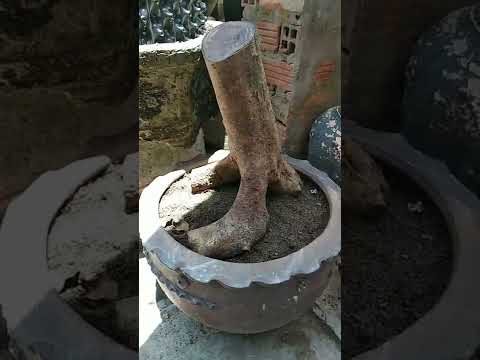 Trồng lại phôi Mai rừng . ngày 30/08/2022