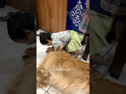 PeaNut Vs Naughty Baby 😂 #dog #goldenretriever #shorts #dogshorts