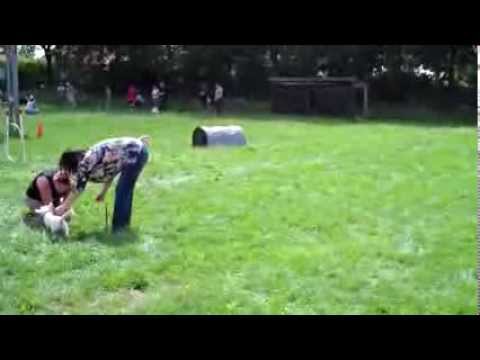 Nicole + Holly commando Hier Puppycursus 03-08-2013