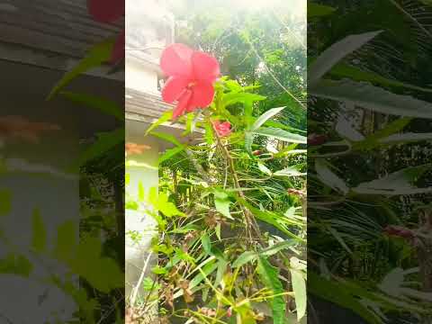 🌹🌺🌺🌹🌺🌹🌺🌹🌺