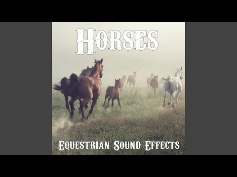Many Horses Galloping