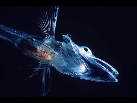 Facts: The Icefish