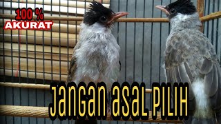 Download lagu CARA MEMILIH BURUNG KUTILANG JANTAN DI LIHAT DARI BENTUK TUBUH mp3