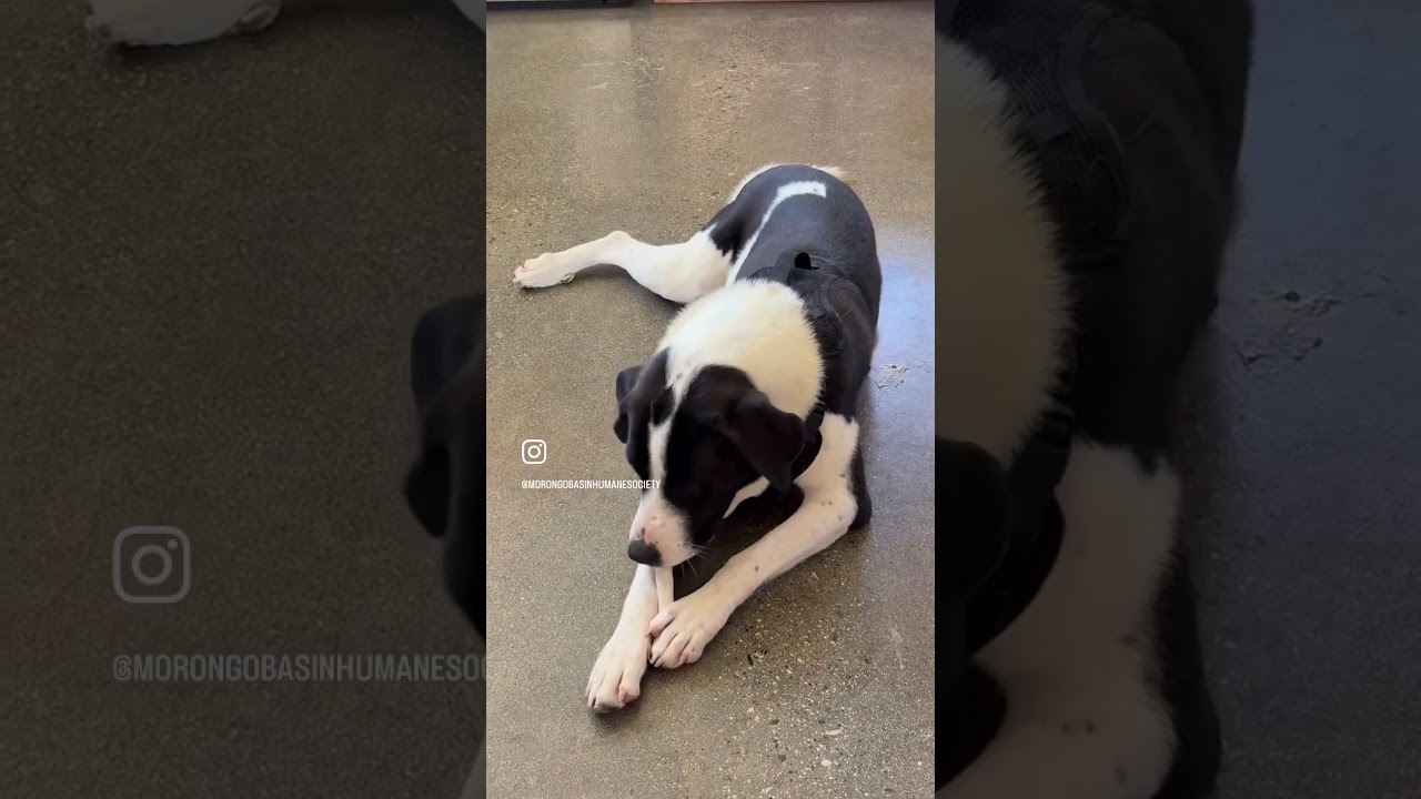 Enlarge ROSIE, a ADOPTABLE mixed breed in Joshua Tree, CA video 5/6