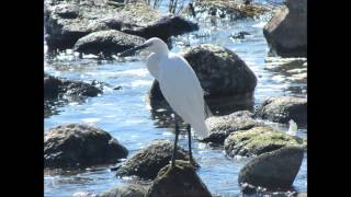 I&#39;m still not over you- Richard Carpenter