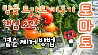 방울토마토 키우는 방법!!!(꿀팁 및 곁순제거 방법)