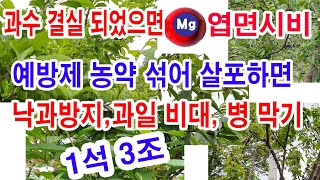 과일나무 꽃 지고 결실 되었으면 마그네슘 엽면시비, 예방살균제 섞어치면 낙과방지, 과일 비대, 병 예방 일석…
