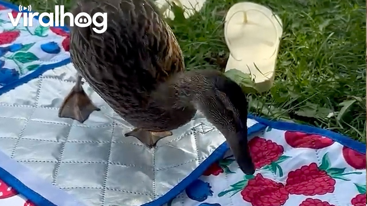 Ducklings Think Printed Berries are Real || ViralHog