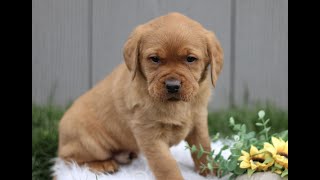 Video preview image #1 Labrador Retriever Puppy For Sale in GORDONVILLE, PA, USA