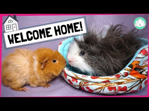 Terrified Guinea Pigs?! 5 Simple Steps for Settling in...