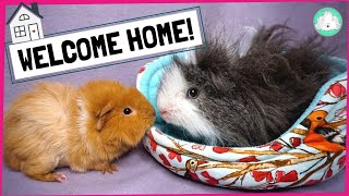 Terrified Guinea Pigs?! 5 Simple Steps for Settling in New Guinea Pigs