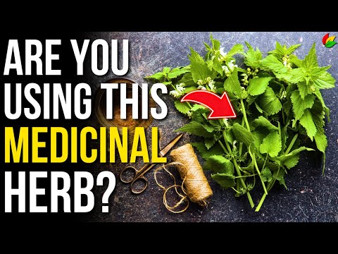 6 Health Benefits of Nettle | Benefits of Stinging Nettle Root to Know