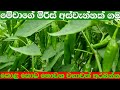 කොළ කොරඩැයි නොවි මිරිස් අස්වැන්නක් ග�