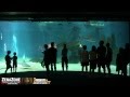3 Minuti Di Acquario Di Genova