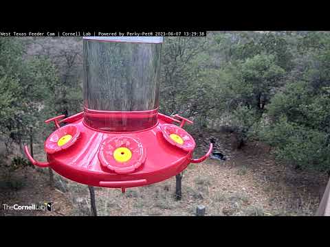 Female Black-chinned Hummingbird Visits With Nesting Material! | June 7, 2023