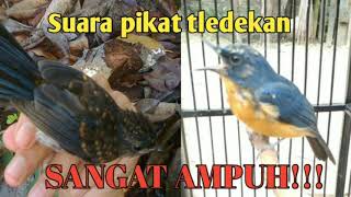 Download lagu Suara pikat khusus tledekan menjerit super ampuh mp3
