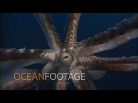 Giant Humbolt Squid Attacks Camera