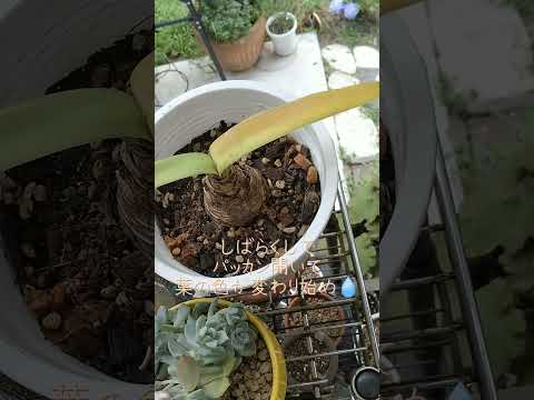 アマリリスは葉しか成長しません。この見事な植物を再び咲かせるにはどうすればよいでしょうか?  庭園