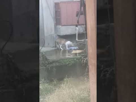 cat hula after missing since  1 day & coming late 14 june 2021 @ 3:06 pm,1 year after sushant death