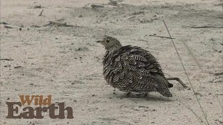 WildEarth - Sunrise - 21 December 2021