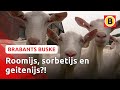Geitenijs proeven ? | Brabants Buske